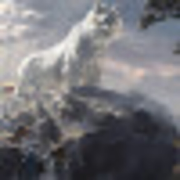 Ruidong Chen | ShareGrid